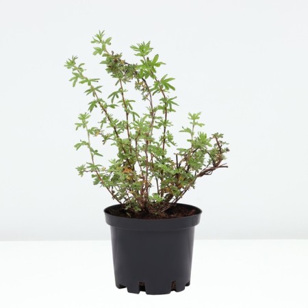Lapceta shrubby Mount Everest, C2 pot, H10-50 height, 1 pc, summer 2024-1