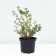 Lapceta shrubby Mount Everest, C2 pot, H10-50 height, 1 pc, summer 2024