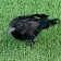 Figure "Raven" 20x6x10cm