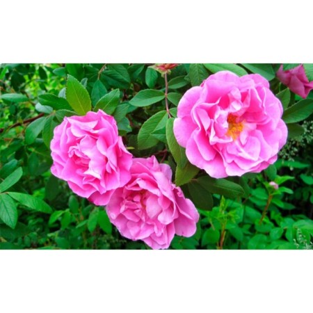 Seedling rose Canadian park "Teresa Bagnet", tube, 1 pc, spring 2025