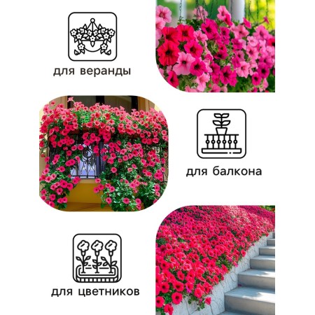 Flowers of Petunia "Toodle Vave Purple", 5 pcs-2