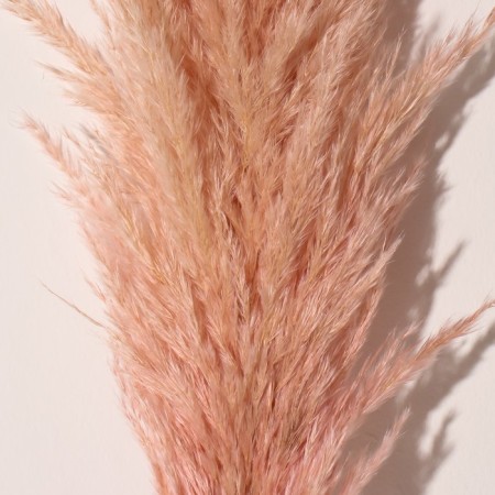 Sukhotzet "Cortery", 1 branch, length 140-150 cm, peach-1