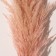 Sukhotzet "Cortery", 1 branch, length 140-150 cm, peach