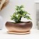 Bonsai Small pot of brown, 17x14x8cm