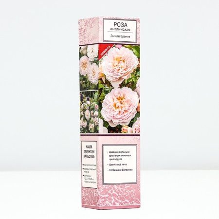 Seedling rose English park "Emily Bronte", tube, 1 pc, spring 2025-1
