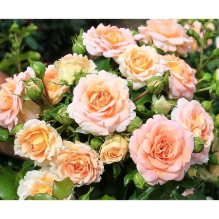 Rose Park concert 94, C3.5 pot, H25-45 Height, 1 pc, summer 2024