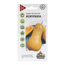 Seeds of pumpkin 