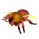 Animal set "Beetles and Spiders"