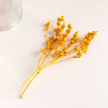 Set of dried flowers "chandra", banch length 30 (+/- 6 cm), yellow-3