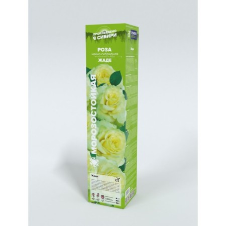 Rose Zhada, Spring 2024, 1 pc.-1