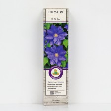 Clematis large -flowered 
