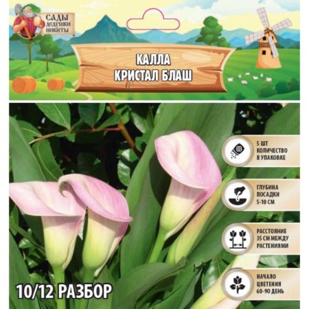 Calla "Crystal Blash", district 10/12, 5 pcs, spring 2024