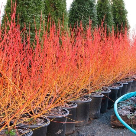 Sahenian Deren Blood-red "Midwinter Fire", P9 pot, summer 2024