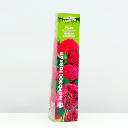 Park Rosa seedling "William Shakespeare", 1 pc, spring 2024-1