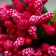 Flowers for decorating "inflorescence" bright pink 1 bouquet = 12 colors 8.5 cm
