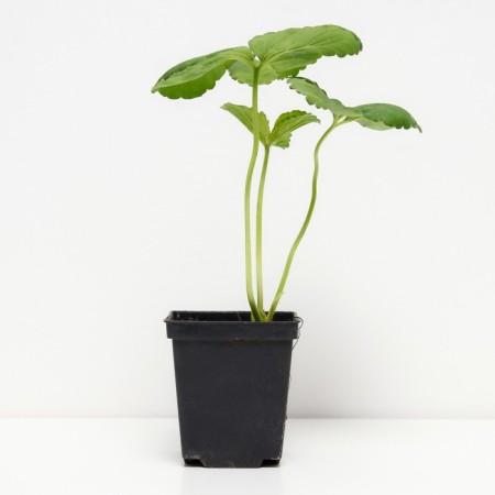 Strawberry garden Evy 2, p9 pot, 1 pc, summer 2024-1
