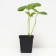 Strawberry garden Evy 2, p9 pot, 1 pc, summer 2024