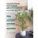 Curly fern in a cement pot, 125 × 125 × 710 mm, green / white / beige color