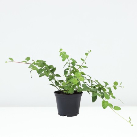 Barvinok is large, c1.5 pot, 1 pc, summer 2024-1