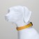 Collar with backlight size XL, Osh 52-60 x 2.5 cm, 3 glow modes yellow