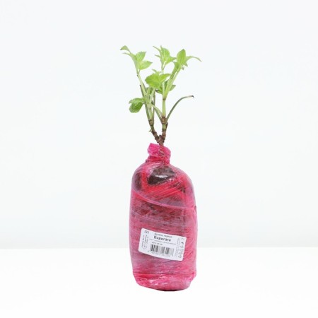 Black Black Lux "Varigata", 1 pc, tube, spring 2025-2