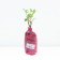 Black Black Lux "Varigata", 1 pc, tube, spring 2025