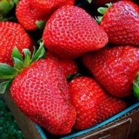 Strawberry Frigo San San Andreas A (9-15 mm), set 5 pcs
