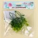 A branch of greens, size 1 pc. - 10 × 4 × 4 cm, set - 3 pcs.
