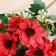 Bouquet "Chamomile Decorative Color" 5x25 cm, mix