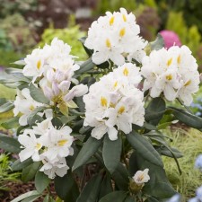 Rhododendron Katevbinsky 