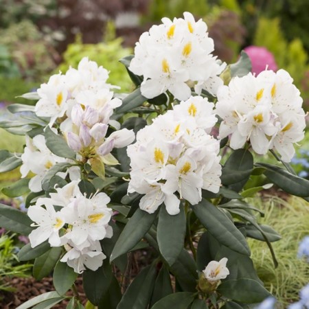 Rhododendron Katevbinsky "Album", tube, 1 pc, spring 2025