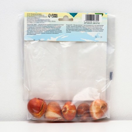 Tulip Rembrandt Mix, river 11/12, 5 pcs, autumn 2024-1
