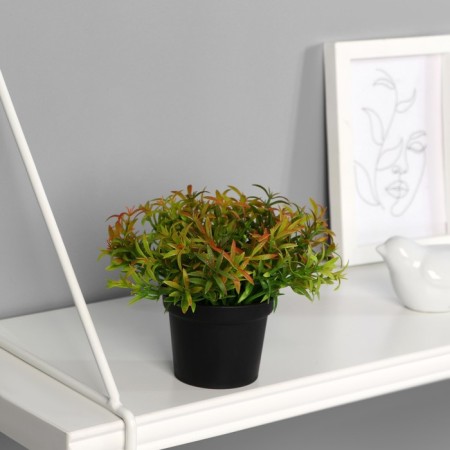 Bonsai in the pot "Grass" 7x10 cm, mix