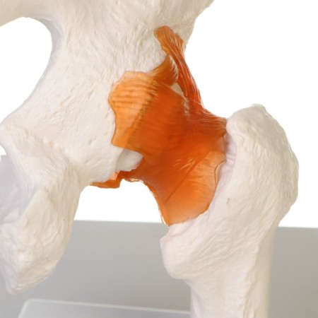 Matcam "hip joint" 24*11*11cm-4