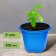A pot for seedlings, 500 ml, d = 11 cm, h = 8.5 cm, mix, in a set of 5 pcs.