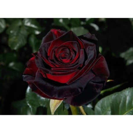 Rosa seedling "Black Bakkara", pot C4, Summer 2024