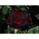 Rosa seedling "Black Bakkara", pot C4, Summer 2024