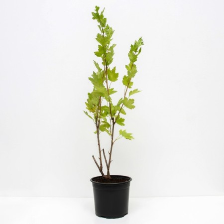 Gooseberry serenade, s2 pot, n20-40 height, 1 pc, summer 2024-1