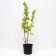 Gooseberry serenade, s2 pot, n20-40 height, 1 pc, summer 2024