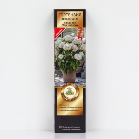 Hydrangea tree -like suite "Kandibel Marshmallow", 1 pc, tube, spring 2025