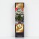 Hydrangea tree -like suite "Kandibel Marshmallow", 1 pc, tube, spring 2025