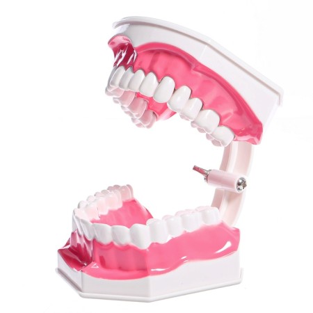 Game set "Human Jaw Model", 12 × 9 cm, with a brush, a mix of a mix-6