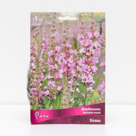 Derbennik "Ivolid Belsh", 1 pc, rr I, Spring 2025