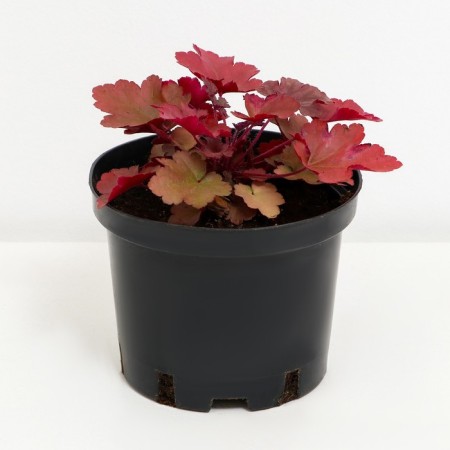 Heichera hybrid penelope, C2 pot, H10-50 height, 1 pc, summer 2024-1