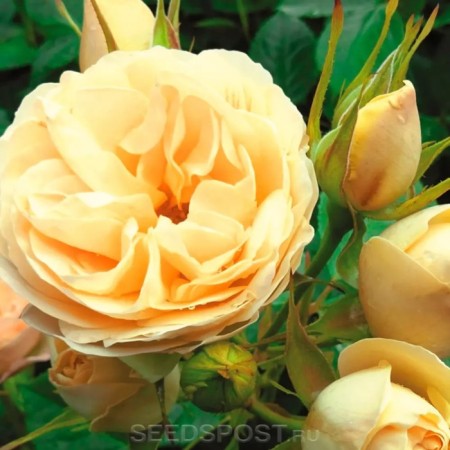 Floribunda Rosa Floribunda Brats, 1 pc, spring 2024
