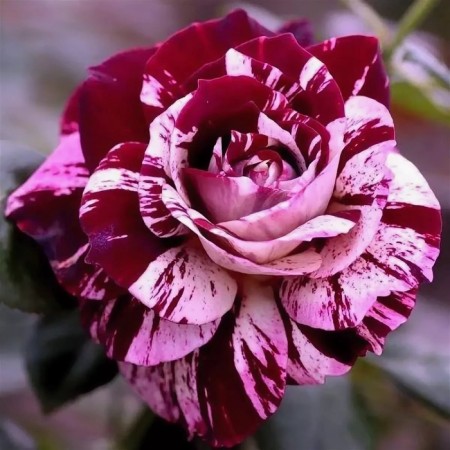 Sahenian Rosa "New Imjin", tube, spring 2025