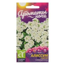 Alissum flowers 