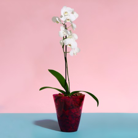 Pot for orchids, 1.5 l, 13 × 17 cm, plastic, transparent raspberry-2