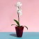 Pot for orchids, 1.5 l, 13 × 17 cm, plastic, transparent raspberry