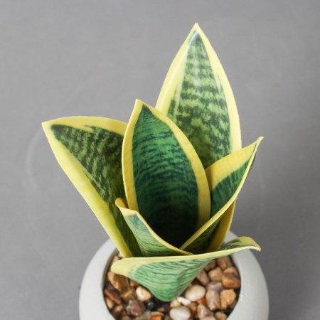 Bonsai in the pot of "Sansvieria Hannie" 17x8.5 cm, mix-1